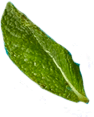 menthe yaka chanter karaoke decomplexe le pontet